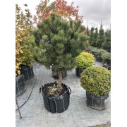 Сосна гірська гачкувата штамб 150 см